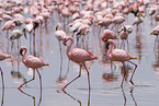 colonyof lesser flamingos
